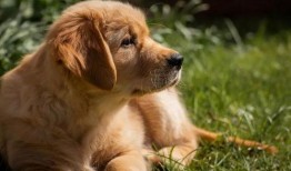 金毛siri娱乐吃瓜君,揭秘娱乐圈那些不为人知的幕后故事